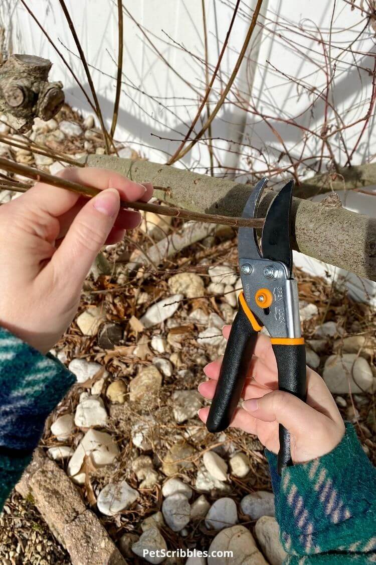 cutting a dappled willow stem