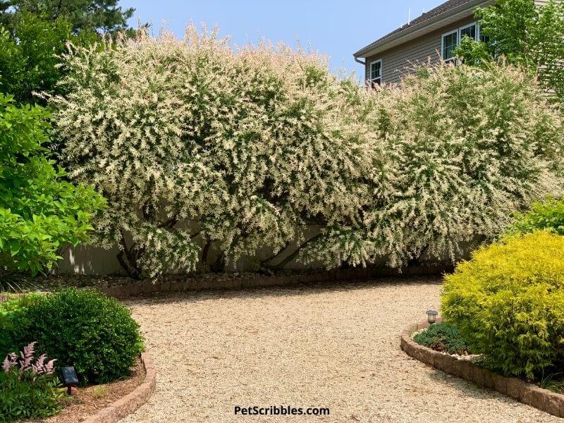 dappled willow hedge in Summer