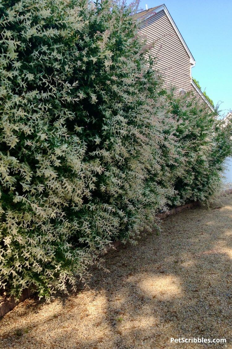 dappled willow living wall