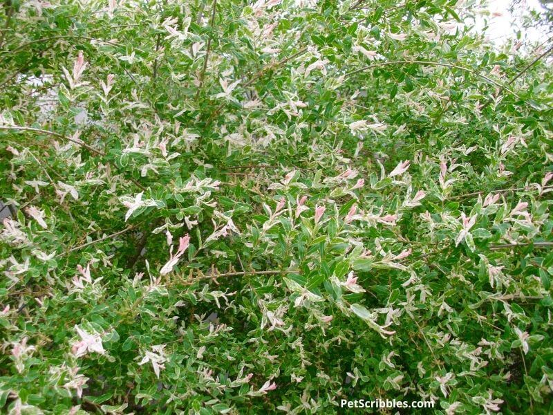 dappled willow pink leaves