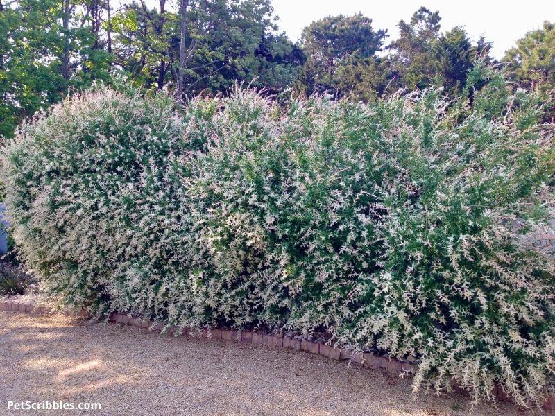 dappled willow privacy hedge