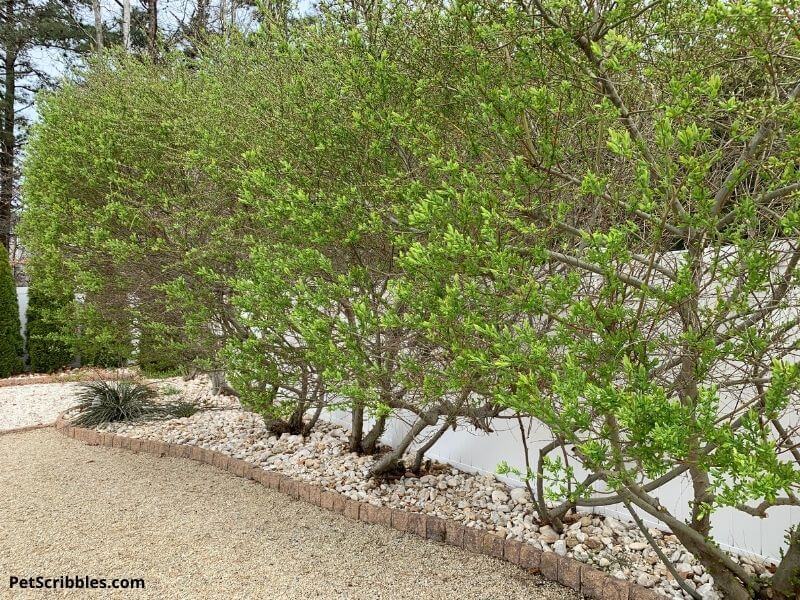 dappled willow pruning