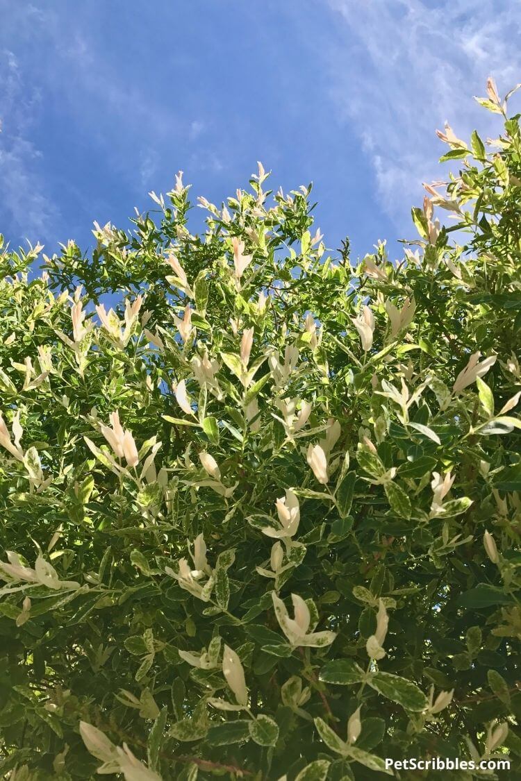dappled willow shrub against blue sky