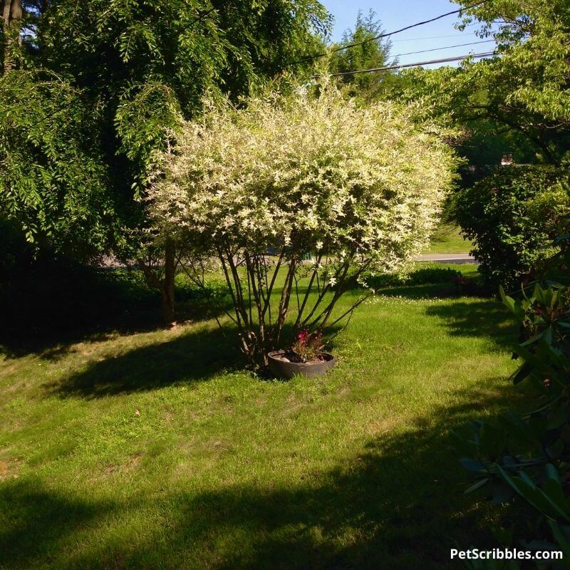 dappled willow tree form