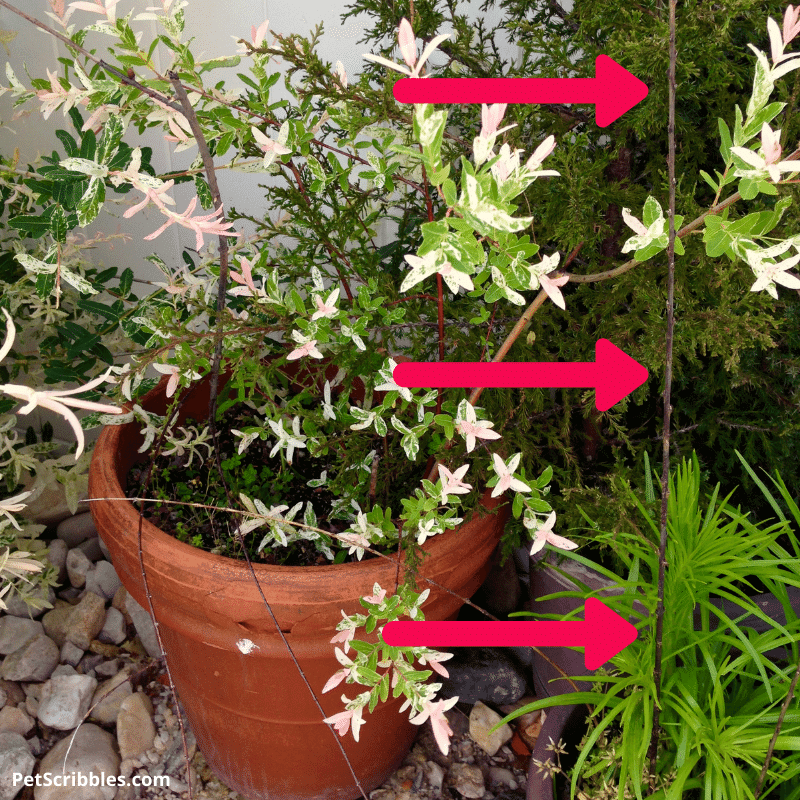 failed Dappled Willow propagation