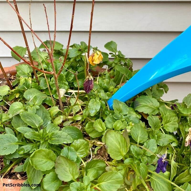 how to propagate dappled willow