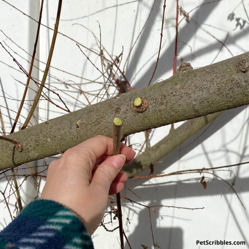 live dappled willow stems in Winter