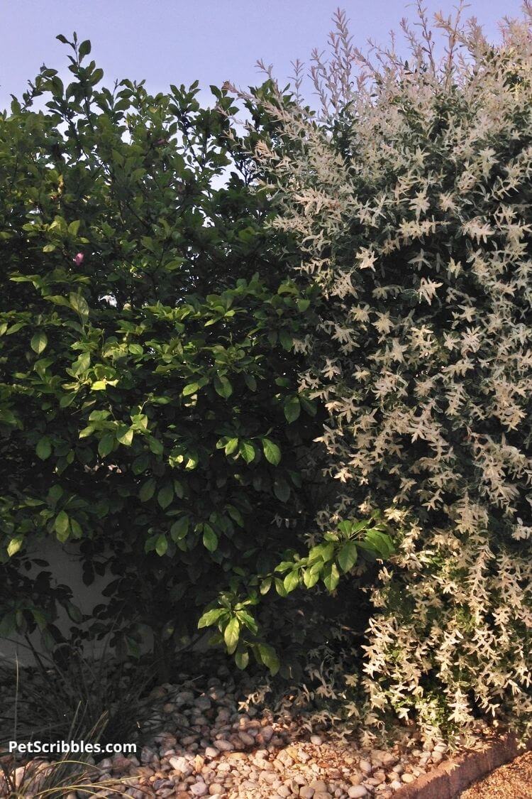 magnolia and dappled willow planted together