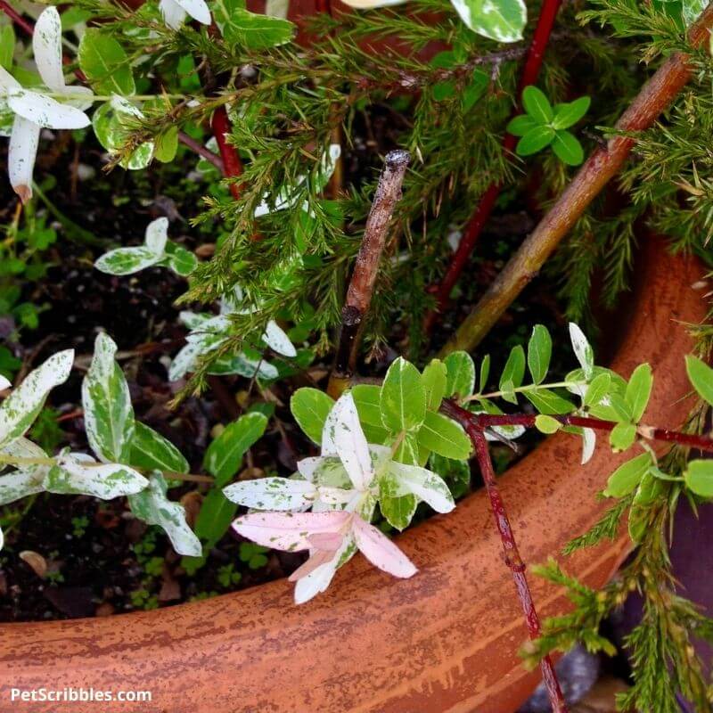 new Dappled Willow growth on cuttings