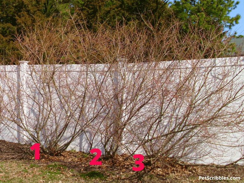 new shrubs grown by propagating Dappled Willow