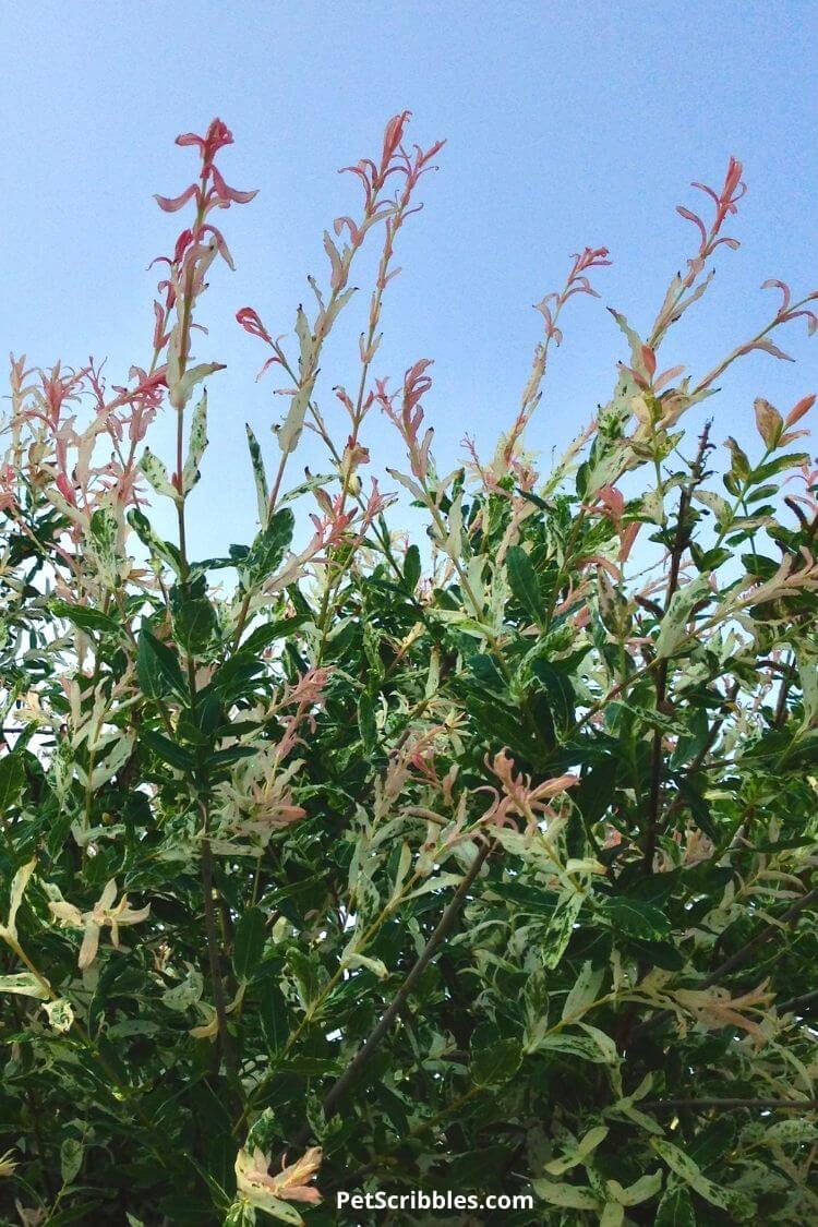 pink dappled willow leaves with blue sky background