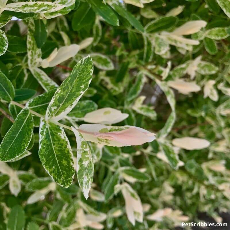 pink, ivory, green leaves of dappled willow