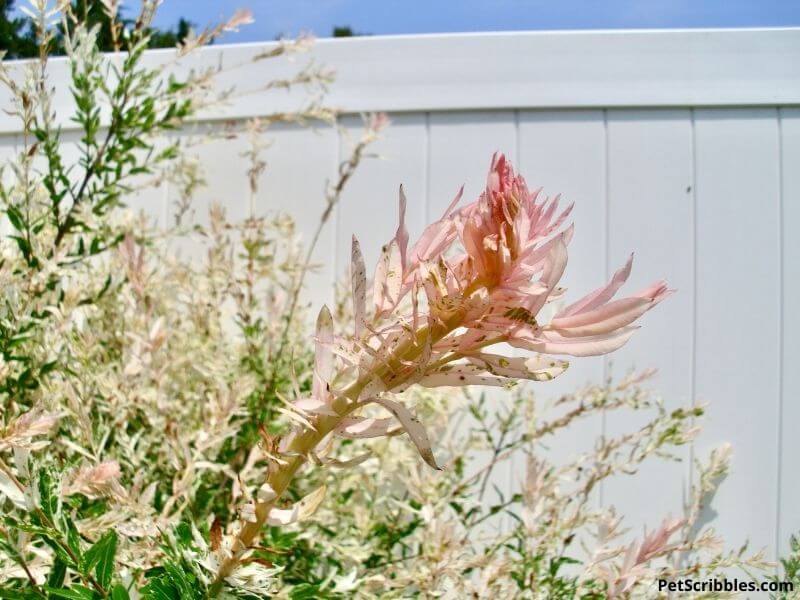 pink leaves of dappled willow