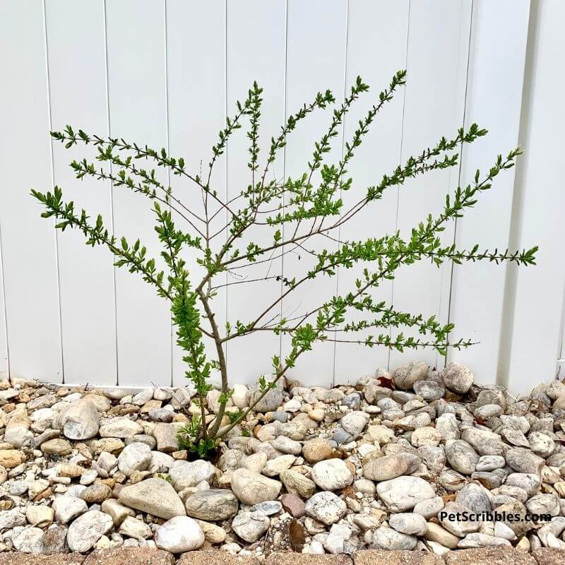 propagating dappled willow from cuttings