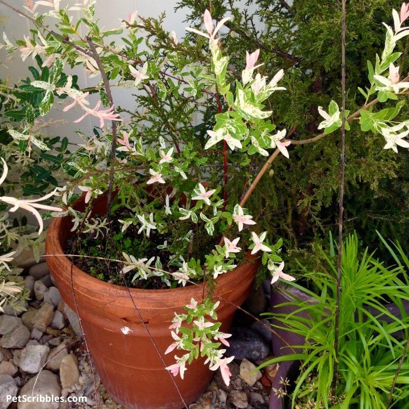 propagating dappled willow in a pot