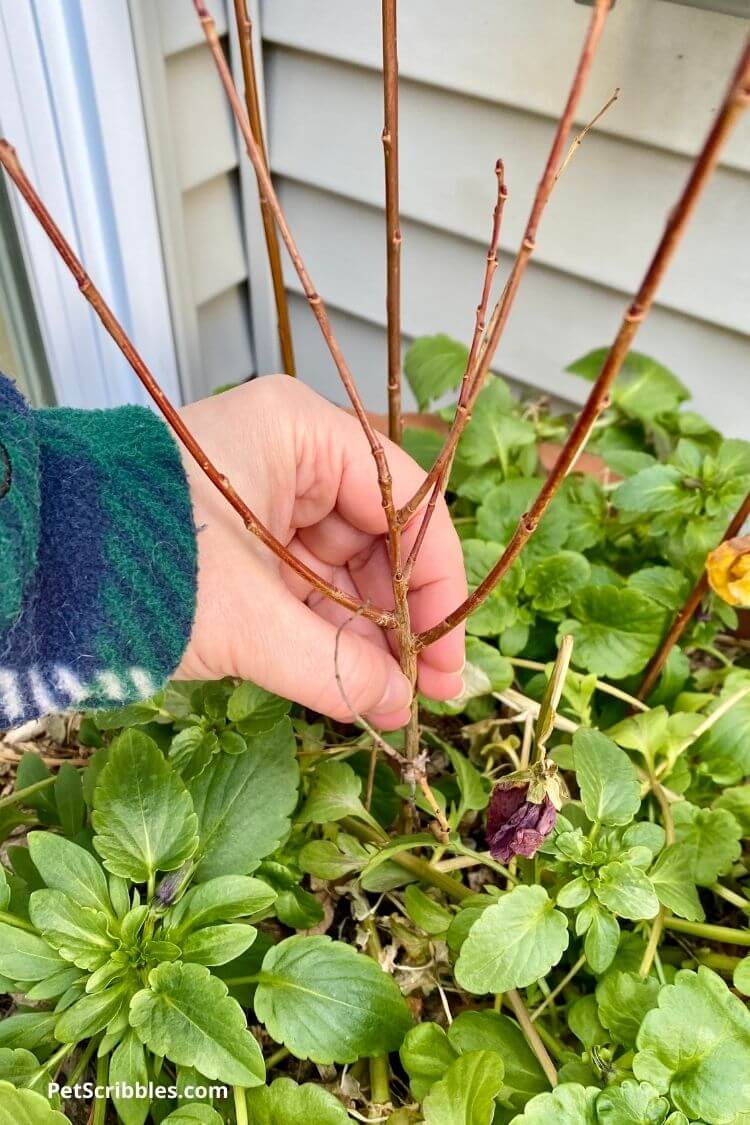 propagating dappled willow stems