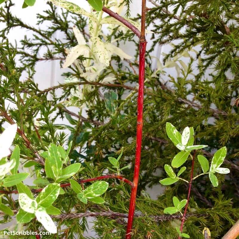 red color of new Dappled Willow stems