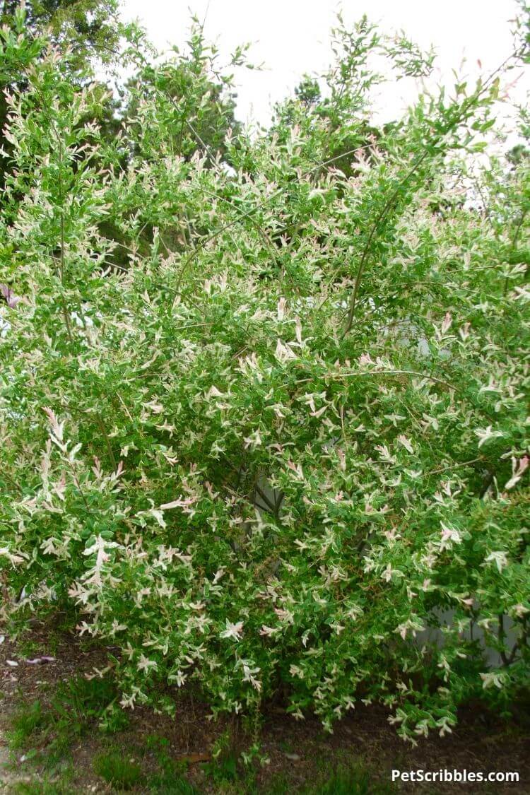 tall dappled willow shrub