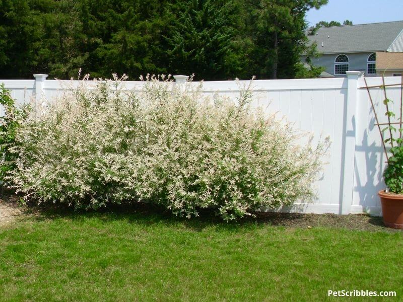 Image of Dappled willow shrub near water feature