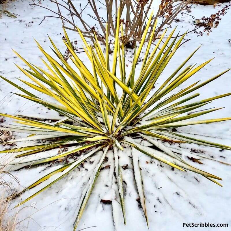 Color Guard Yucca in Winter