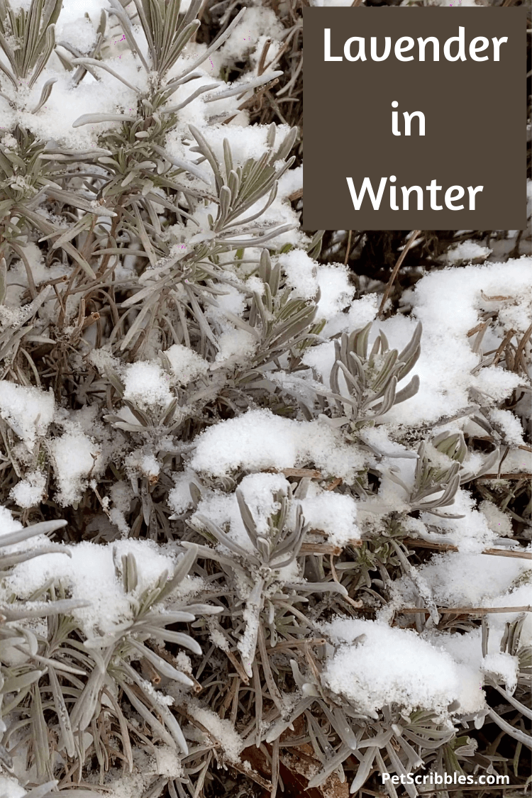 evergreen lavender in Winter with snow