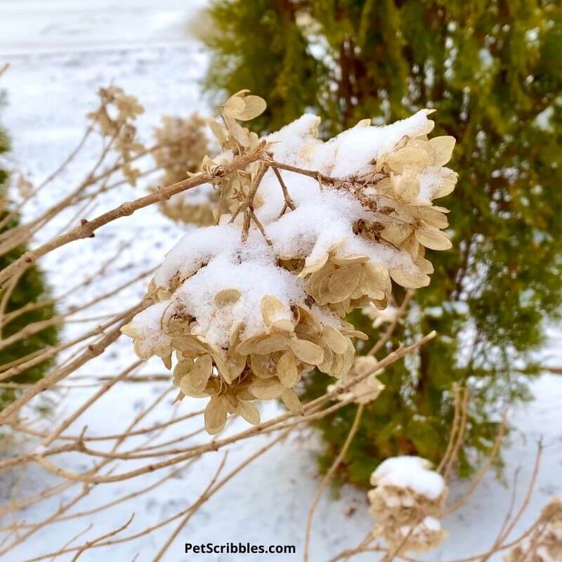 dried hydrangea flower covered with snow