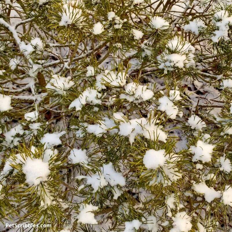 mugo pine with snow