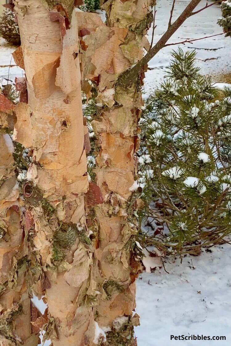 River Birch peeling bark