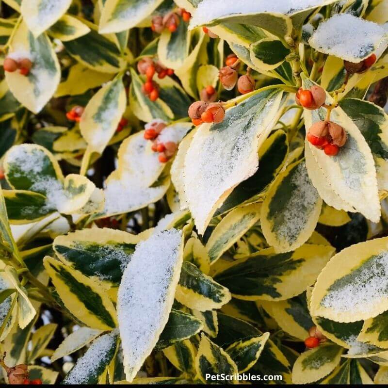 Silver King Euonymus in Winter