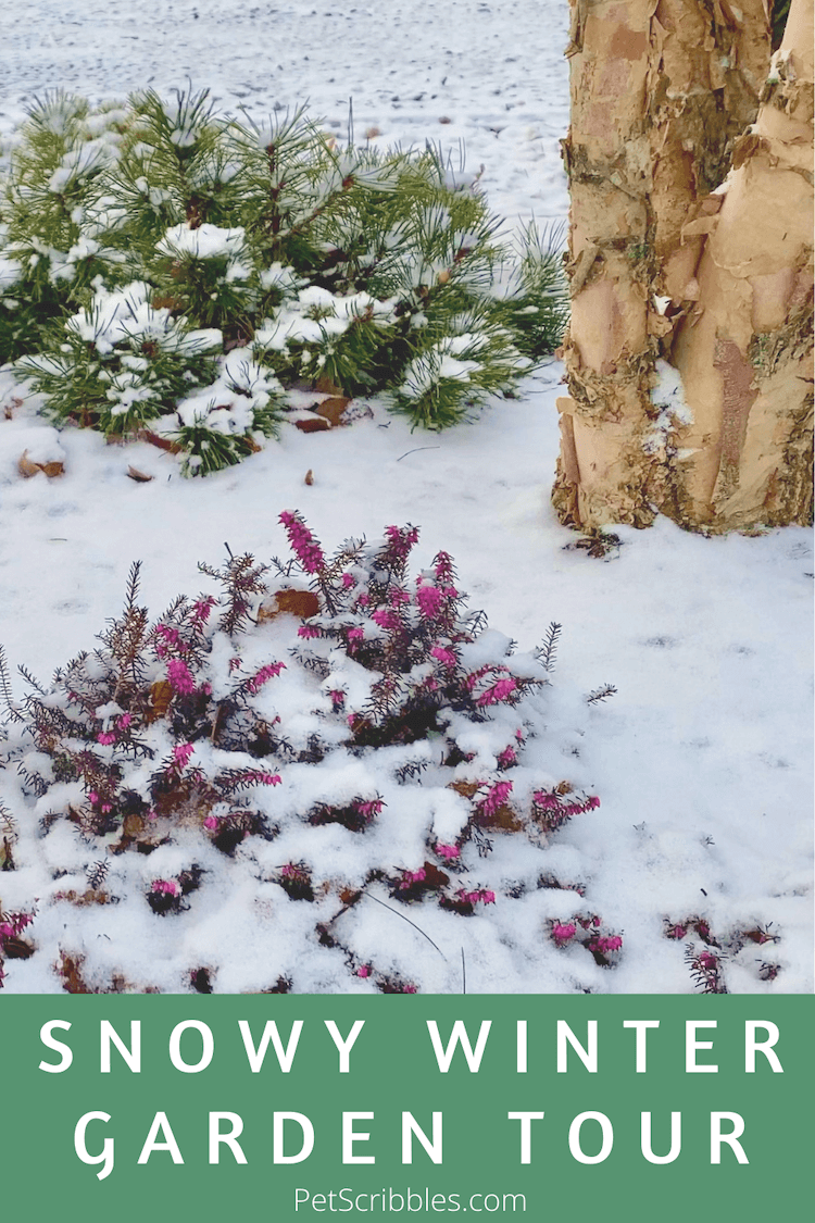 snowy winter garden scene
