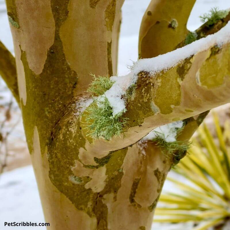 aqua lichen on tree in Winter