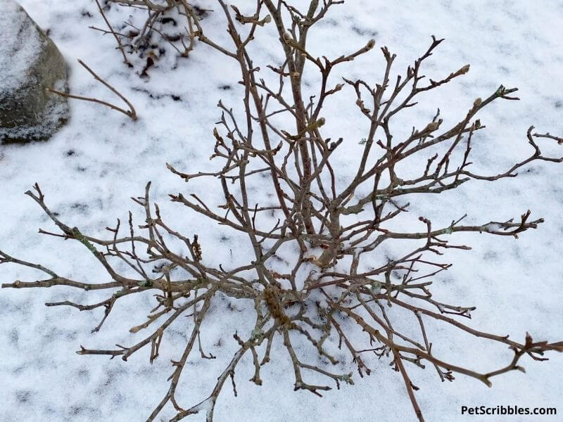 bare branches of fothergilla in Winter