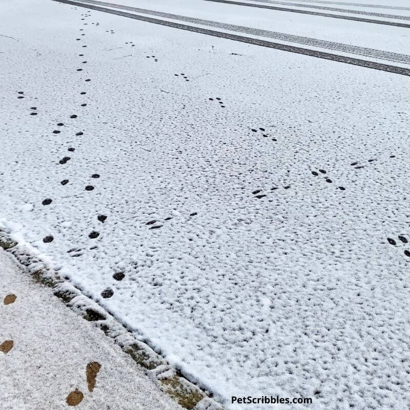 fox and rabbit tracks in snow