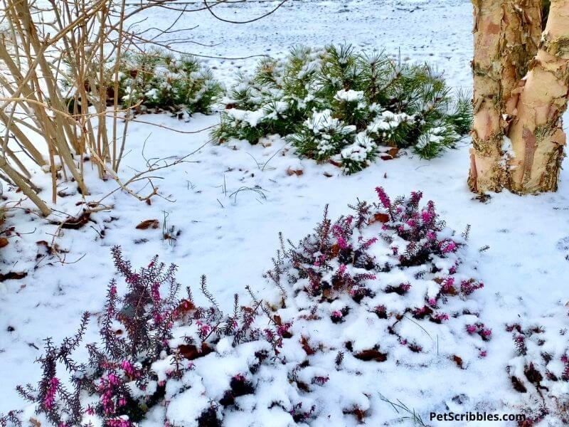 snowy winter garden