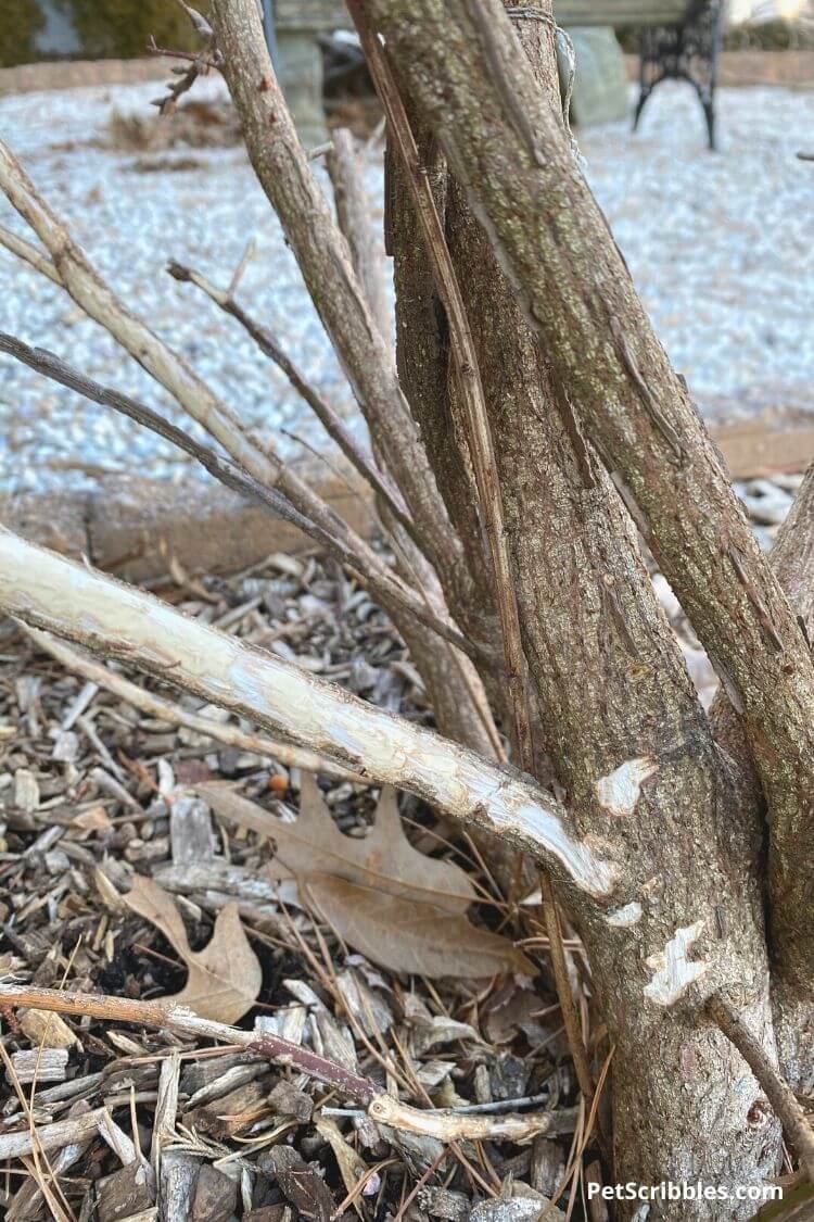 rabbit damage on burning bush