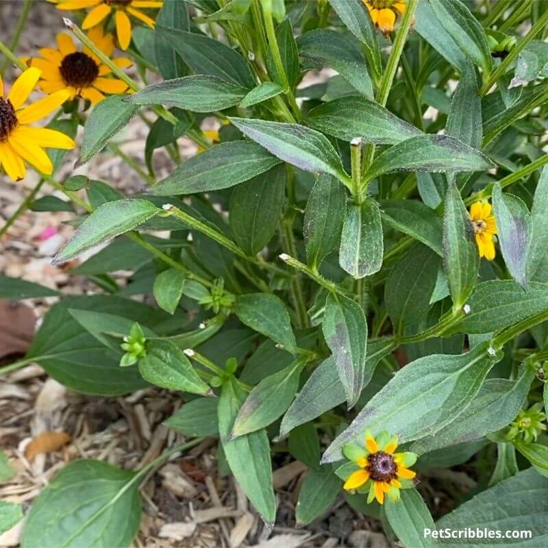 black eyed susans rabbit damage