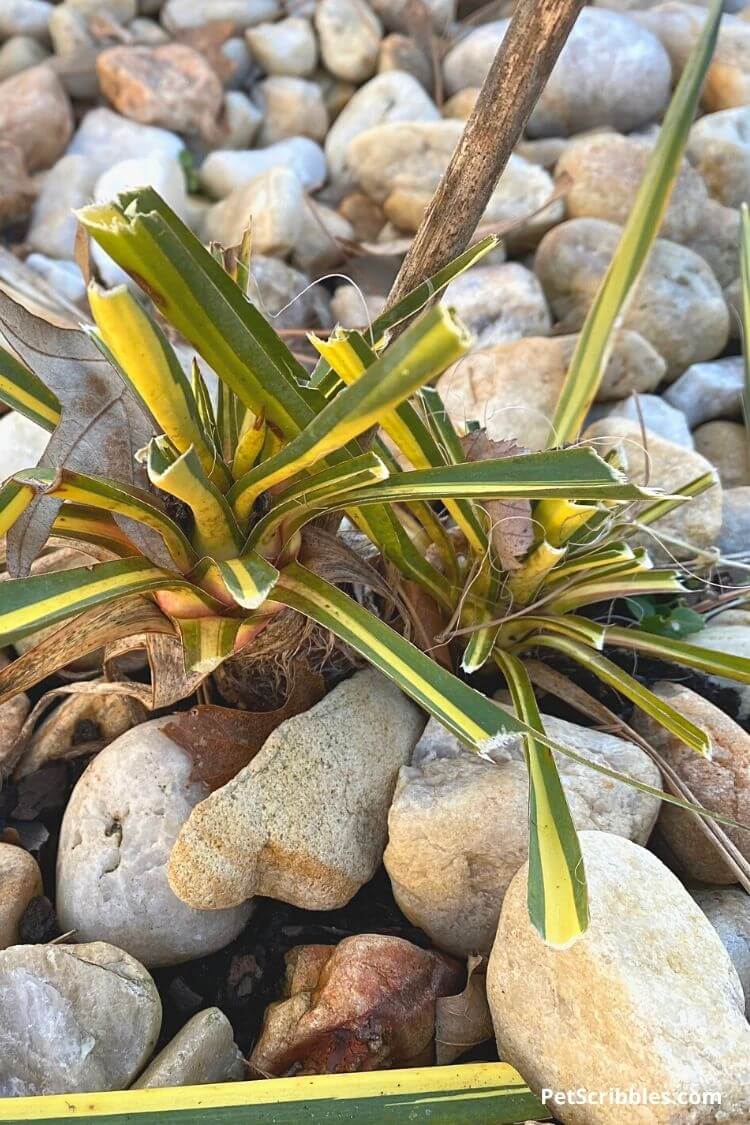 yucca eaten by rabbits in the garden