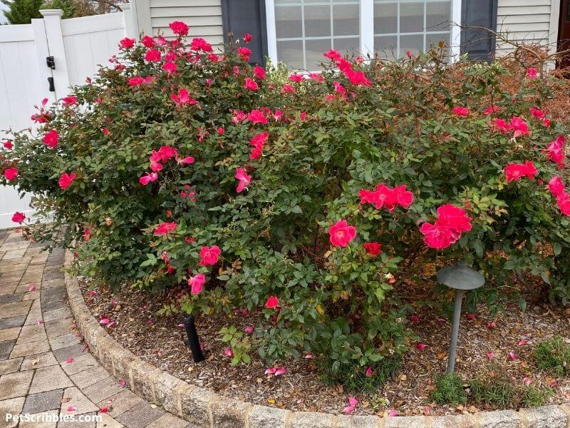 Knockout Roses blooming in Fall