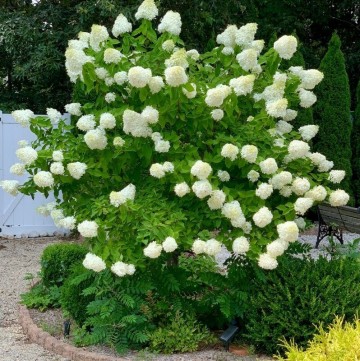 tree from of Limelight Hydrangea Paniculata