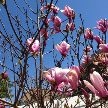 magnolia jane blossoms on tree