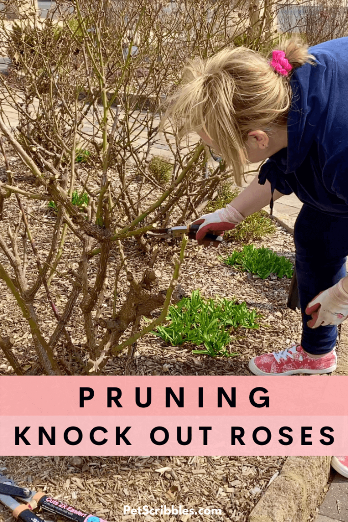 pruning knock out roses