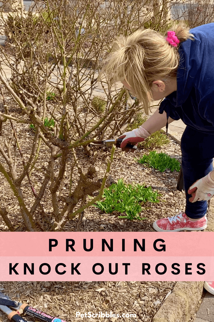 Image of Knockout rose bush pruned to encourage new growth