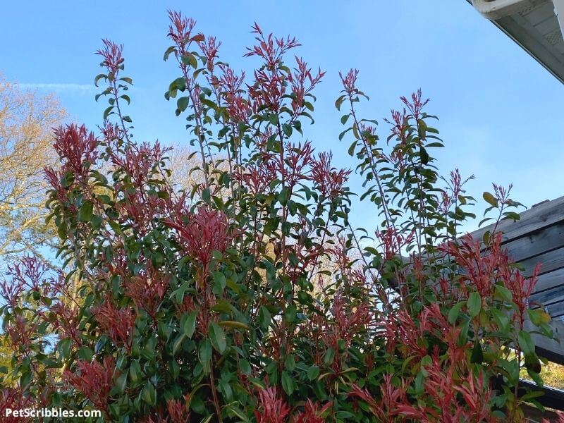 Red Tip Photinia before pruning