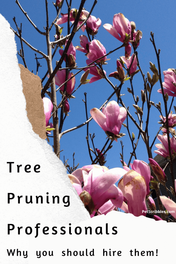 Why use tree pruning professionals