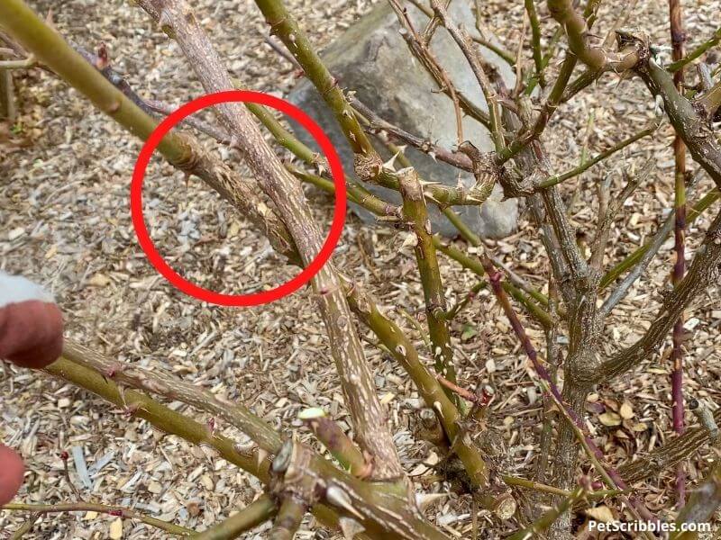 crossing branches on rose bush