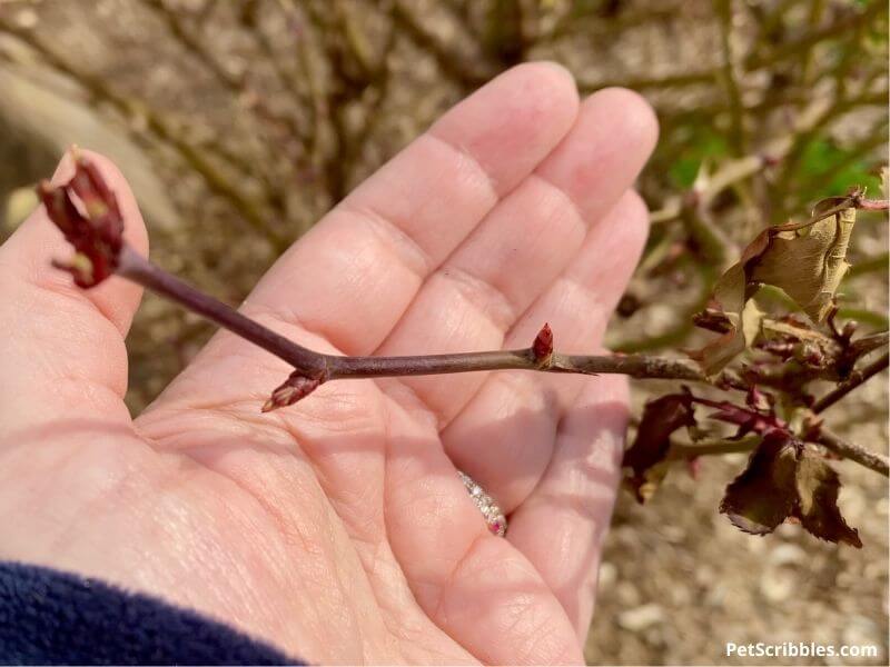 early Spring buds on Knock Out Rose