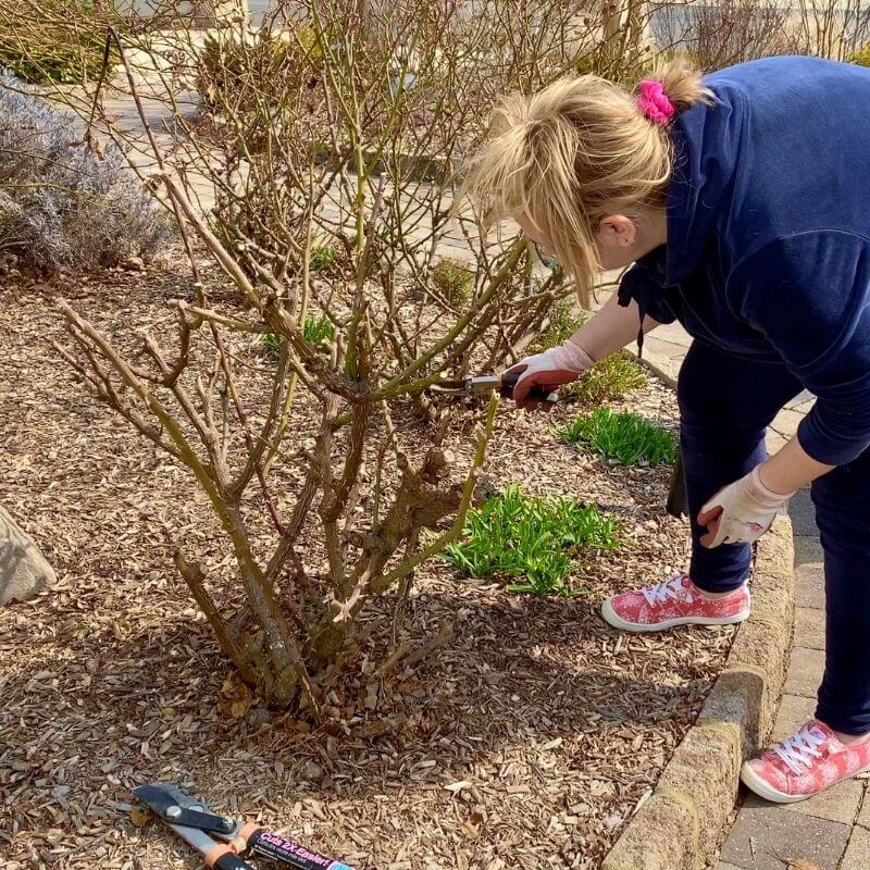 Image of Knockout rose bush pruned to a specific shape