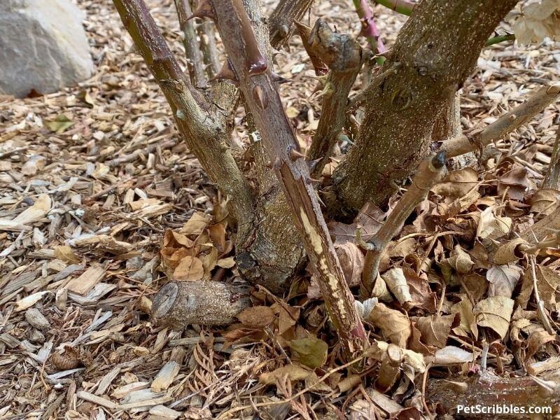 rabbit damage on roses