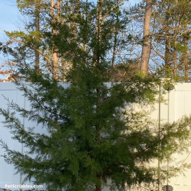 wild cypress tree growing near a fence