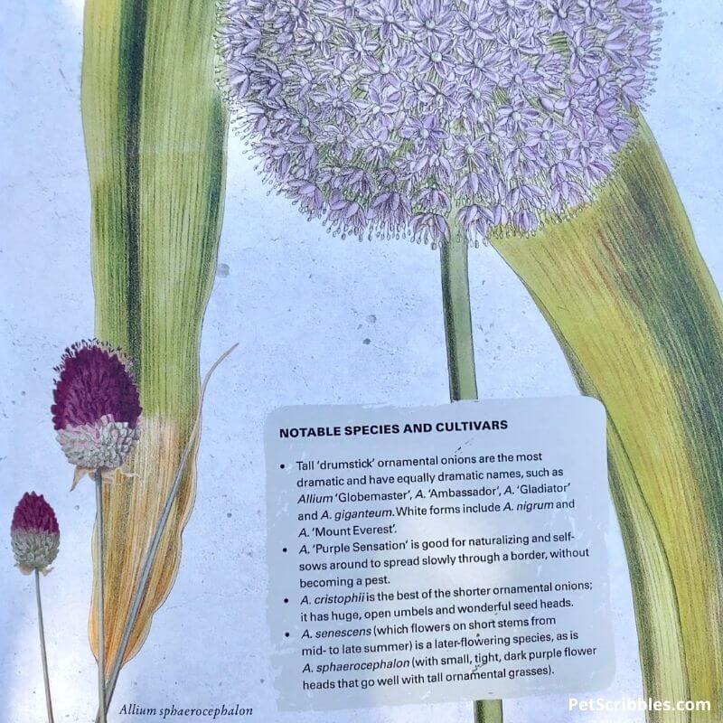 part of the Allium page from the Growing Bulbs book